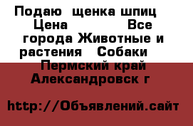 Подаю. щенка шпиц  › Цена ­ 27 000 - Все города Животные и растения » Собаки   . Пермский край,Александровск г.
